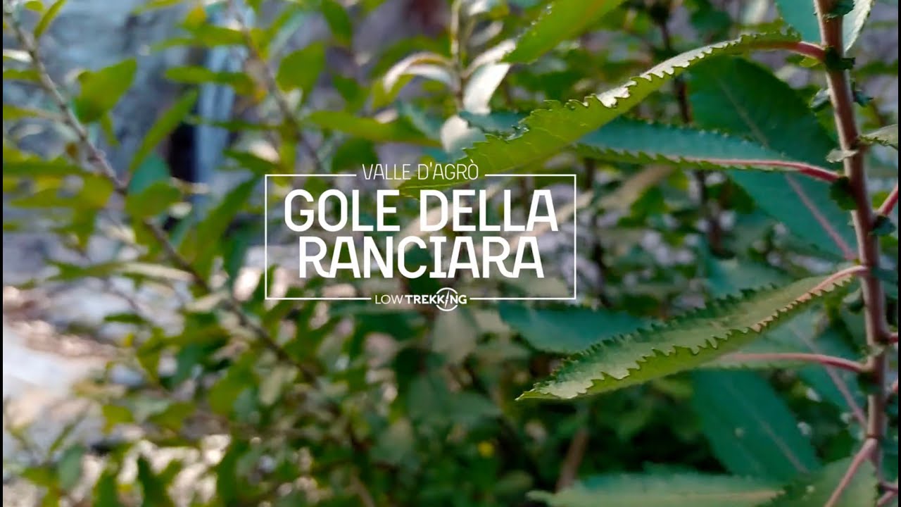 GOLE DELLA RANCIARA