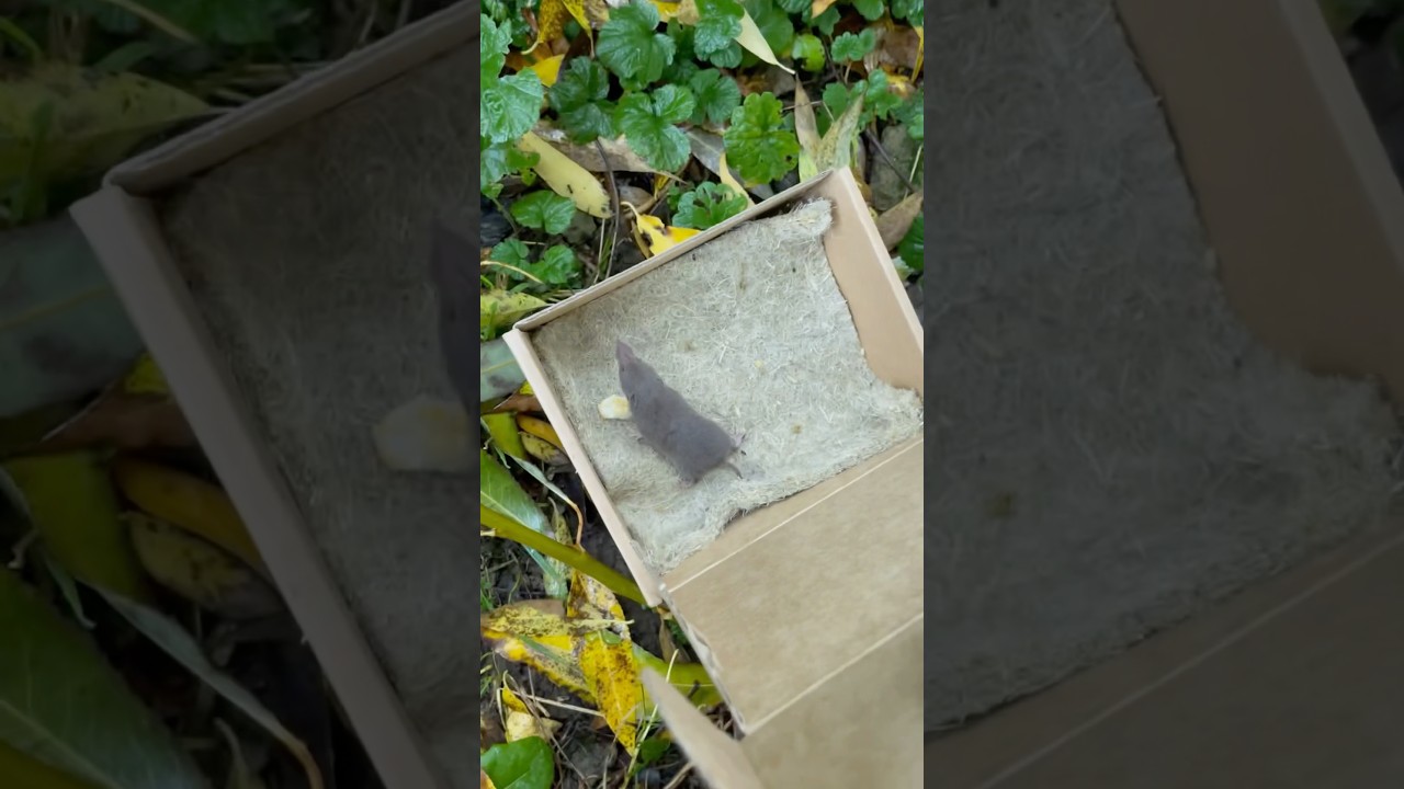 Mini: Mauspital, Jimminy Update 2 