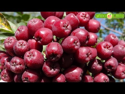 „Granatnaja" - granatinis šermukšnis, arba gudšermukšnis (lot. Crataegosorbus miczurinii Pojark)