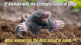 12 Animals With The Strongest Sense Of Smell Best Sense Of Smell In Animal Kingdom