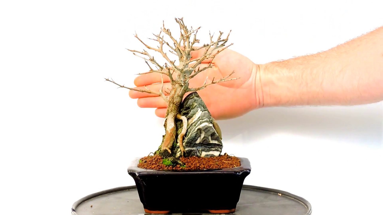 Vídeo 360º Bonsái Púnica Granatum Nejikan en Roca. Granado japonés. ref PGN03