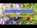 Hanging plants collection /houseplant tour