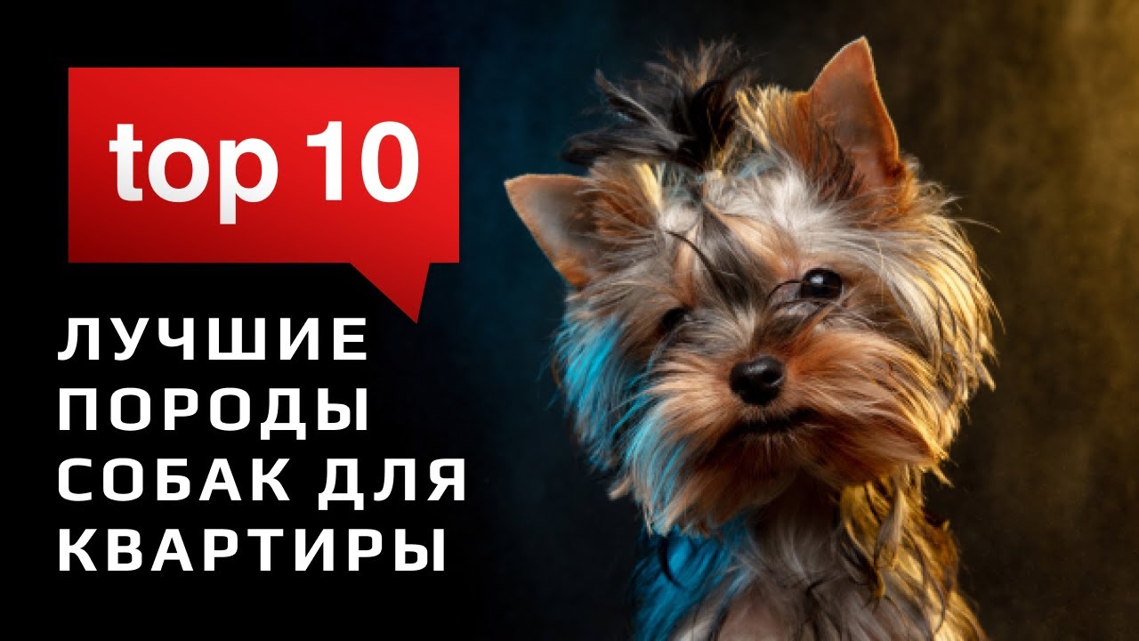 для каких собак мелких пород подходят