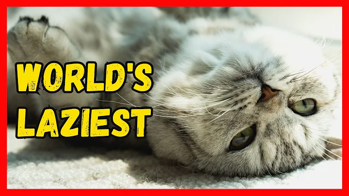 Watch the video about Laziest Cat Breeds in the World