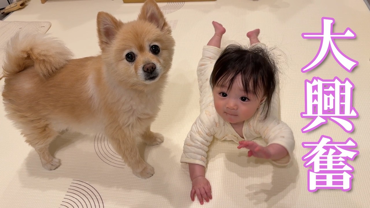 美味しそうなお土産に大興奮のポメラニアンと赤ちゃんが可愛過ぎました…笑