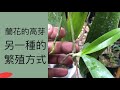 你知道嗎？蘭花的高芽是另一種蘭花繁殖的方法，來看看蝴蝶蘭的高芽