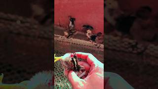 how to solve chicks biting each other problems