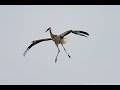 Čápi Bohuslavice | Adoptivní čápě Poutníček s Bohoušem |  Adoptive young stork Poutníček with Bohouš