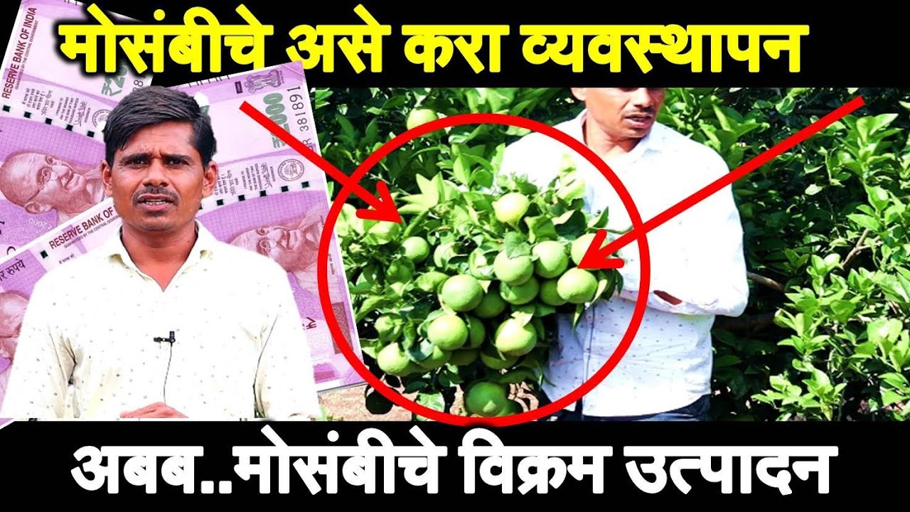 मोसंबी लागवड व खत व्यवस्थापन संपूर्ण माहिती