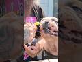 Dog eating Celery ASMR #dog #asmr