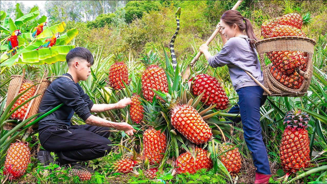 Harvesting PINEAPPLE RED Pineapple Species Found In The Deep Forest