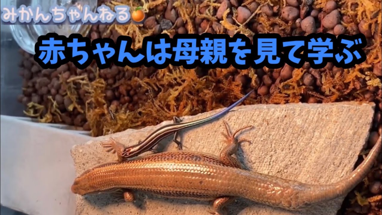 【ニホントカゲの赤ちゃんの育て方③】母親を見て生き方を学ぶ　#11