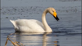 Лебедикликуны на кормежке. Cygnus cygnus. Птицы Беларуси.