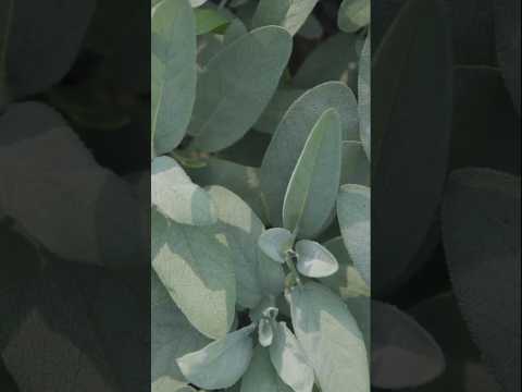 ماهي عشبة الميرمية وما أسماءها الشائعة في البلدان العربية التشافي