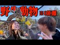 ガチ怖な野生動物放し飼いの動物園で2人の絆で乗り切ろうとしたら土壇場で片方が逃げ出して人間の腹黒さが現れる事態にwwww