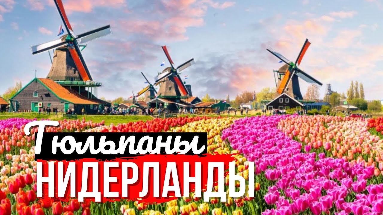 🌷 История тюльпанов и Королевский парк цветов Нидерландов