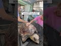 Satisfying barnacle removal 🐢😲           🎥: FB / The Turtle Hospital