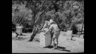 Bee-Keeping On The Move