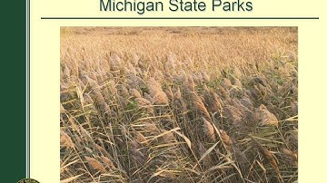 GLPC - Beyond the Burn. Managing Phragmites Using an Adaptive Management Framework (8.8.13)