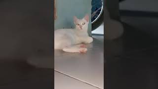 NYIMENG cat