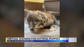 Albuquerque Animal Welfare Department collecting donations for puppies, kittens
