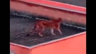 Onça volta a ser vista no bairro São Pedro, em Esmeraldas