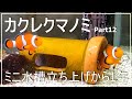 【カクレクマノミ】Part12.ミニ海水魚立ち上げから１年経過したカクレクマノミ／キャメルシュリンプ、マガキ貝、シッタカ貝の様子／苔対策／カクレクマノミの不思議な生態