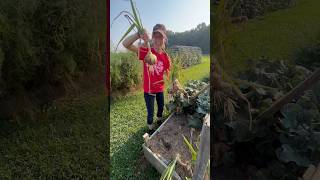 Harvesting Onions 2026 #gardening #country #homestead #garden #diy #homesteading #summer #harvest