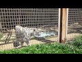 ホワイトタイガー大牟田市動物園 の動画、YouTube動画。