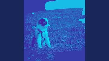 Understated Backdrops for Happy Dogs