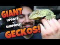 Sneaky Lizards! Giant Gecko Update + SURPRISE! (Leachianus geckos)