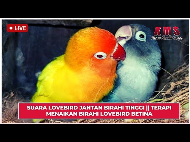 SUARA LOVEBIRD JANTAN BIRAHI TINGGI || TERAPI MENAIKAN BIRAHI LOVEBIRD BETINA class=