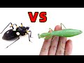 螳螂VS刺客蟲，兩大強者對決！Praying mantis VS Assassin bug