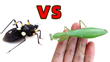 螳螂VS刺客蟲，兩大強者對決！Praying mantis VS Assassin bug