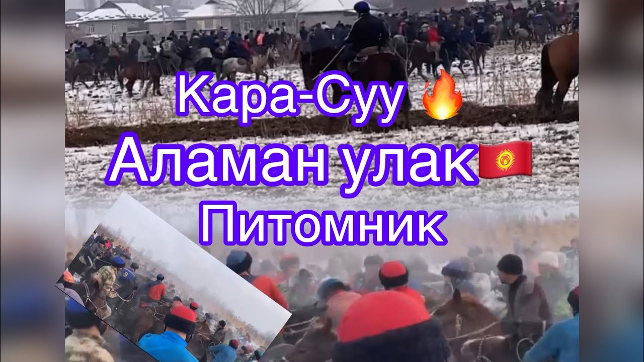 Кара-Суу Питомник аламан улак🔥🇰🇬