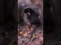 #MustWatch #TooCute #DailyDoseOfCuteness #MadeMyDay #AnimalsOfYouTube #HappyVibes #AdorableAnimals #