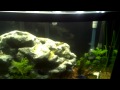 46 Gallon Bow Front New Fluval 406 filter 2012-11-10_18-33-06_55.mp4