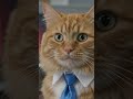 #cat