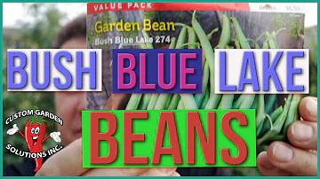 Are snap beans the same as bush beans?
