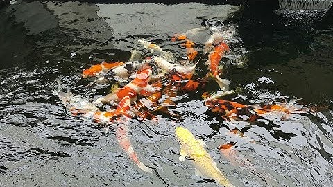 Mẫu Hồ Cá Koi 4,5 Khối Nuôi  Cá Nhật,Trung, F1 Cực Đẹp - Lọc Cực Tốt.Hồ Của Em Khanh Ở Quãng Ngãi.