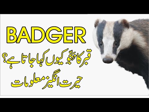 قبر کا بجو | Badger Complete Information