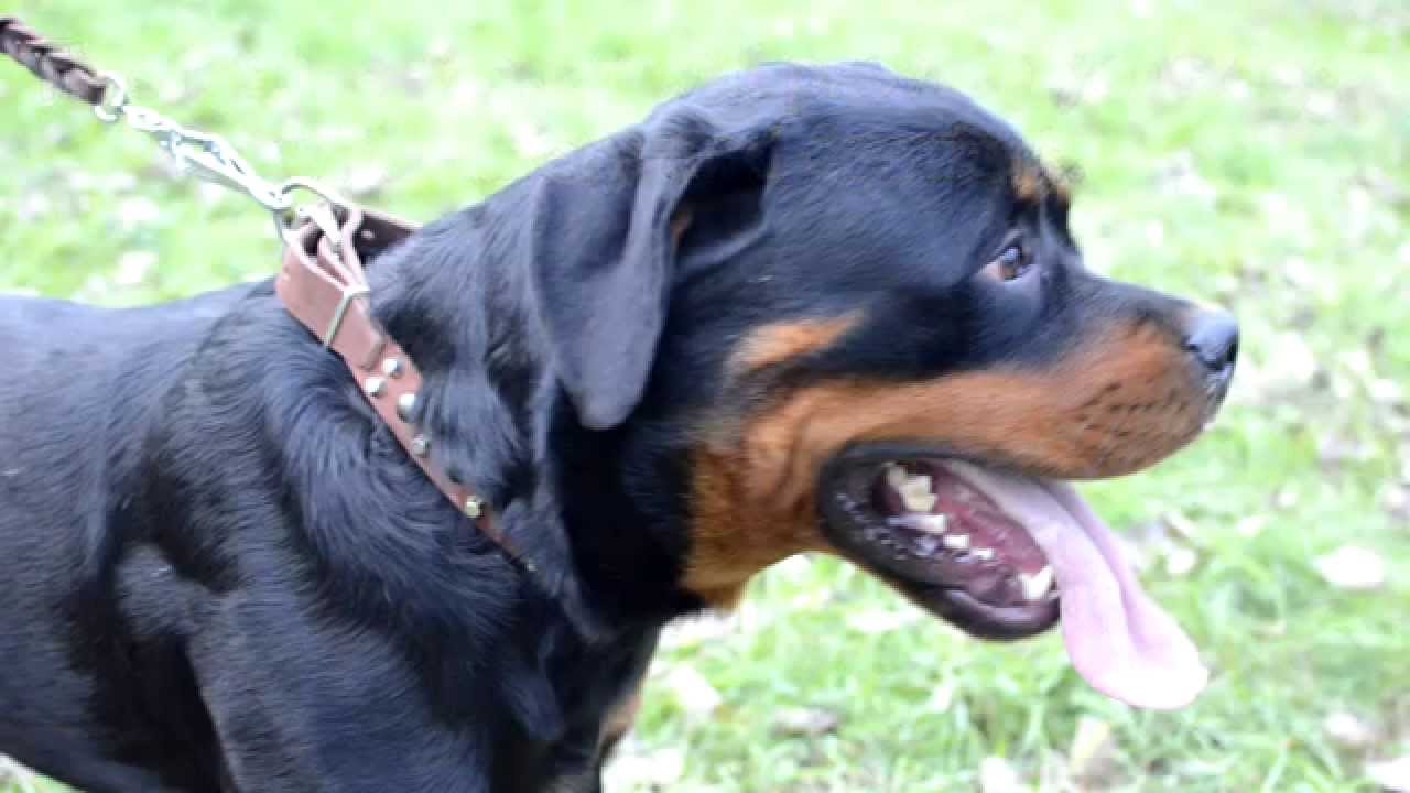 Designer Leather Collar with Studs and Pyramids for Large Dogs