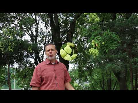 Video: Уруктан koelreuteria paniculata кантип өстүрүүгө болот?