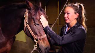 Evention Tv Presents: How to try a horse.