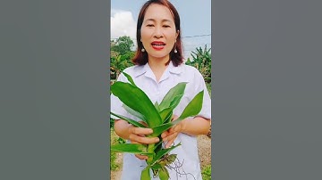 Công dụng của lá lược vàng #shorts #thanhdongvlog