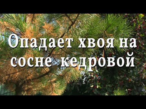 Опадает хвоя на соснах кедровых. 2021.10