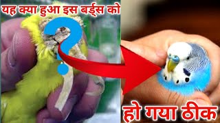 Birds fungal infection theek kaise karen Aasan tarika || Up parrot birds lover || 2023