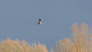 Jagende bruine kiekendief, blauwe kiekendief, zeearend #138 White-tailed eagle, marsh & hen harrier by Paul Saager 520 views 3 months ago 5 minutes, 16 seconds