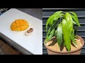 高級マンゴーの種を植えてみると…  / How to grow premium mango from store-bought premium Mango