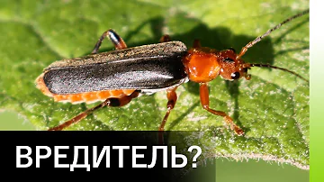 Жук-пожарник (мягкотелка). Вредитель или нет?